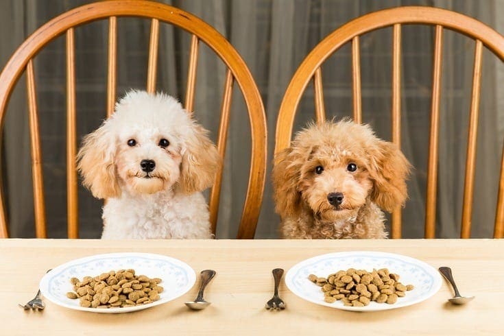 Best Dog food for Golden doodles