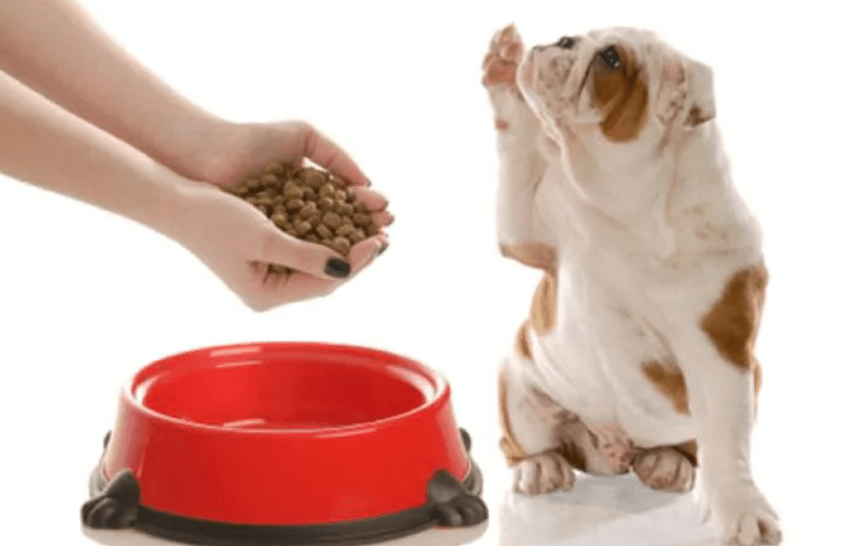 The Nutritional Needs of your Dog