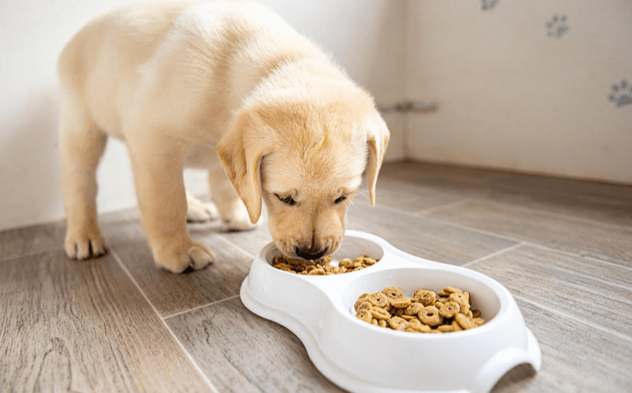 What is Wild Earth Vegan Dog Food, And is it the Best Food For Your Dog?