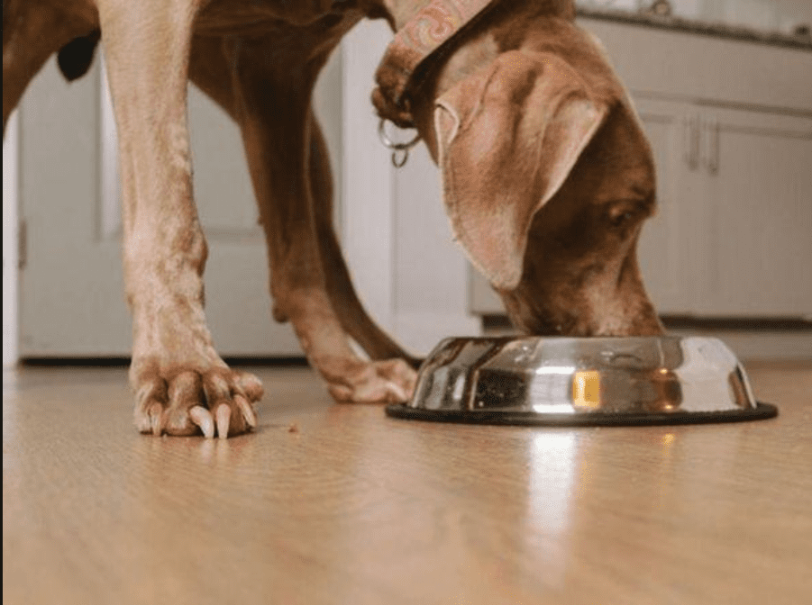 What’s the best dog food for Pitbulls?