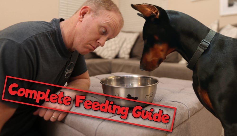 Feeding Guide for Doberman Dogs