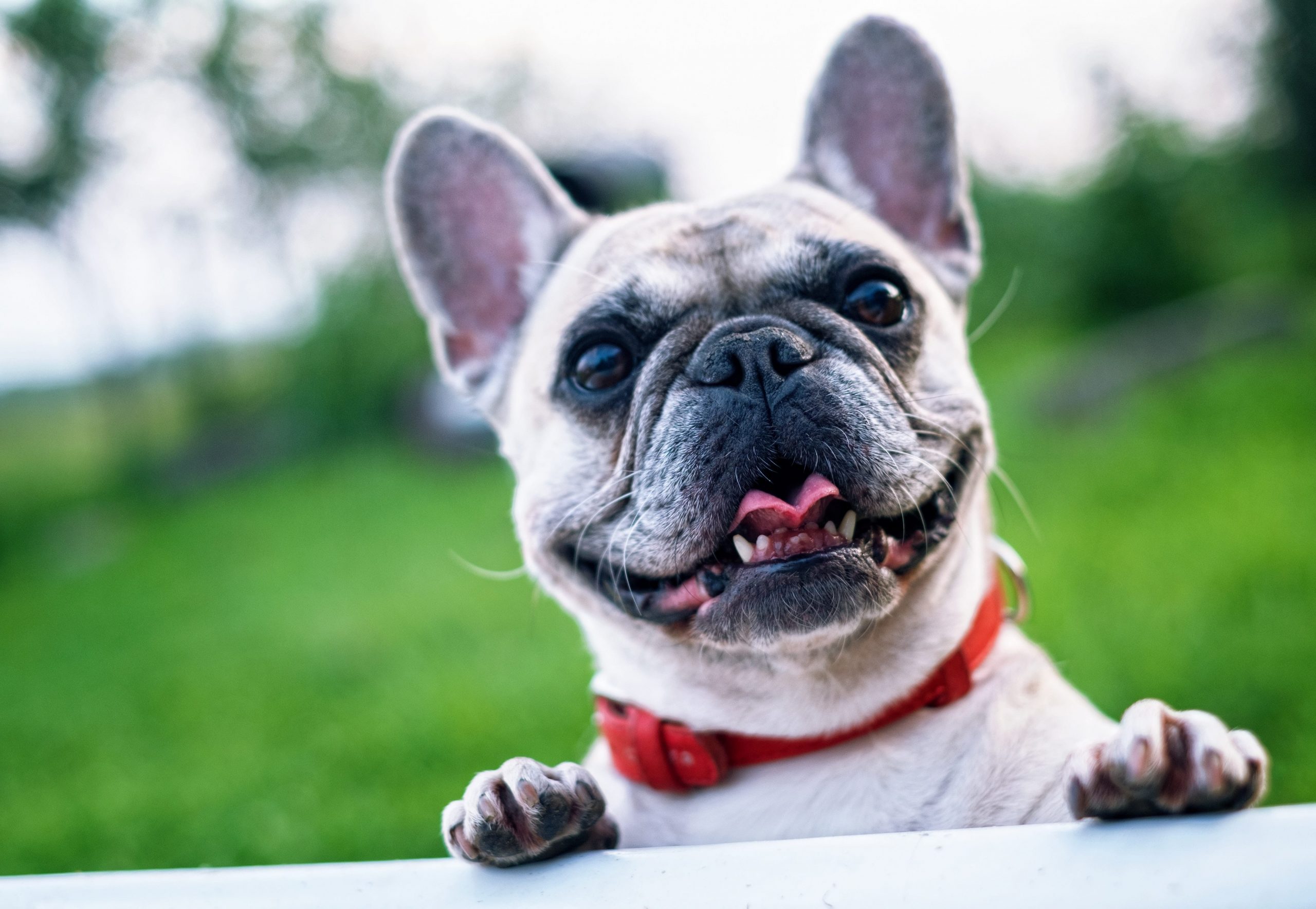 can-dog-eat-sweet-potatoes-pets-on-paws