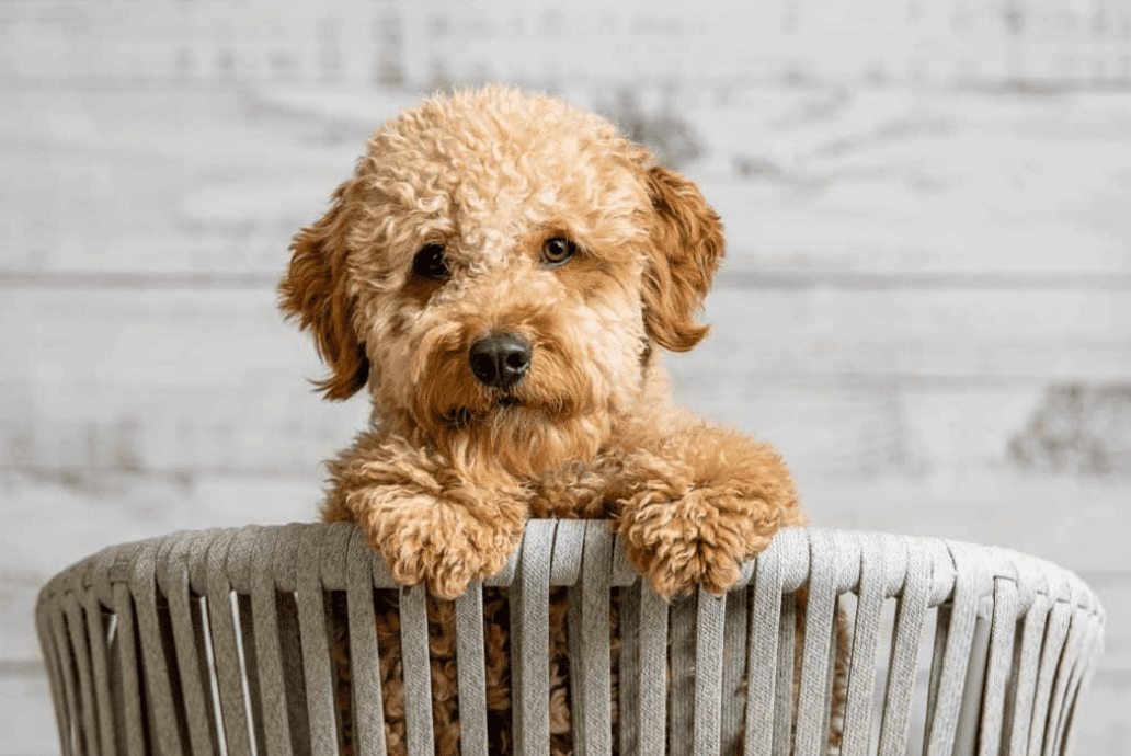 What to look for in Golden Doodle Dog?