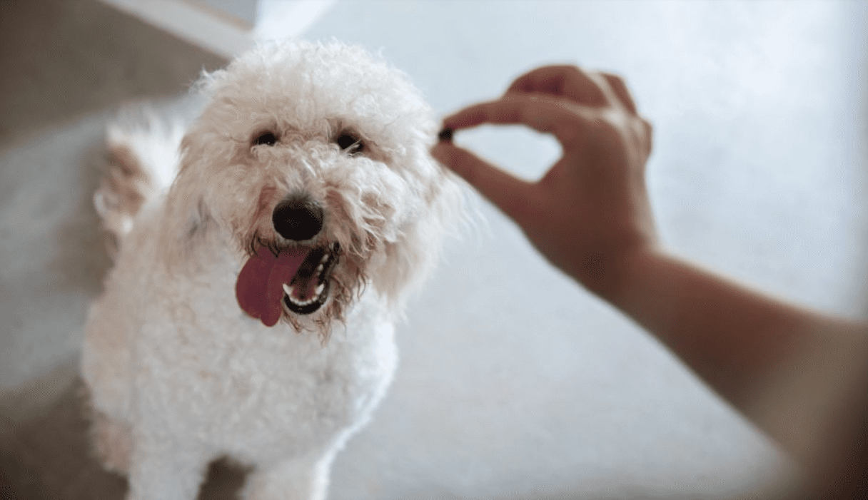 The Best Dog Food for Golden doodles