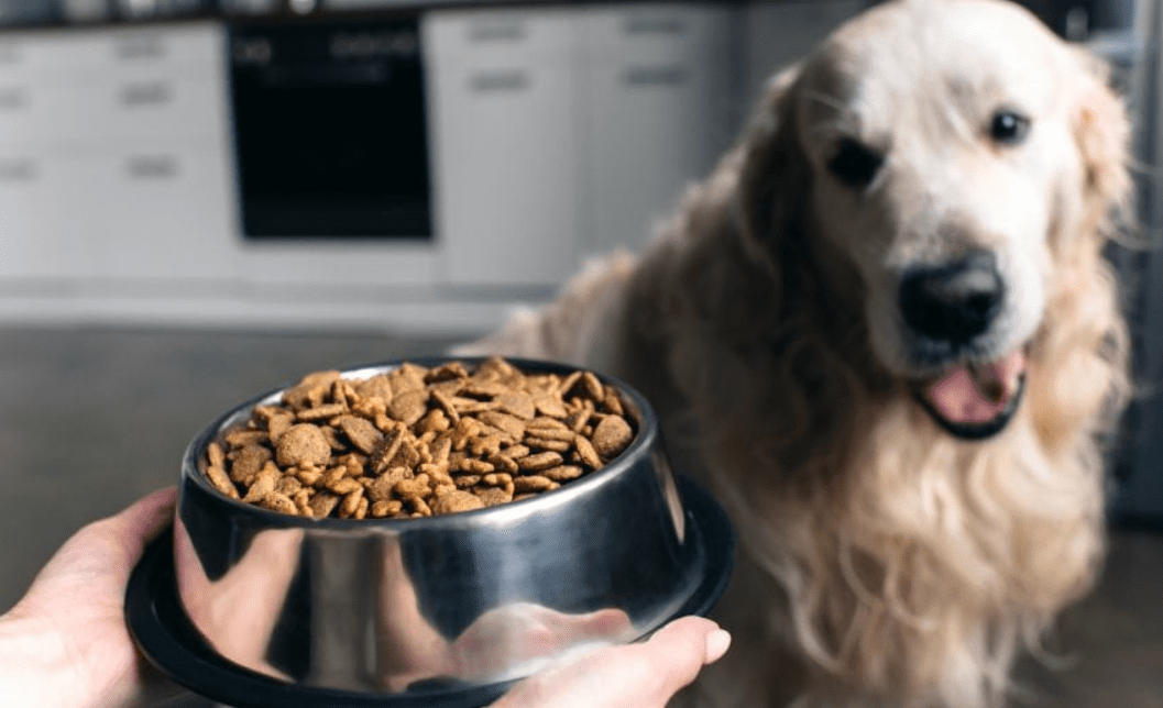 Is it worth it to buy expensive puppy food?
