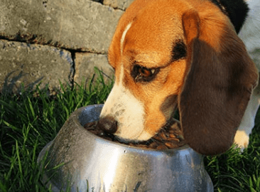 How to transition puppy to an adult dog food