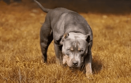 What makes a dog food the best dog food for Pitbull puppies?