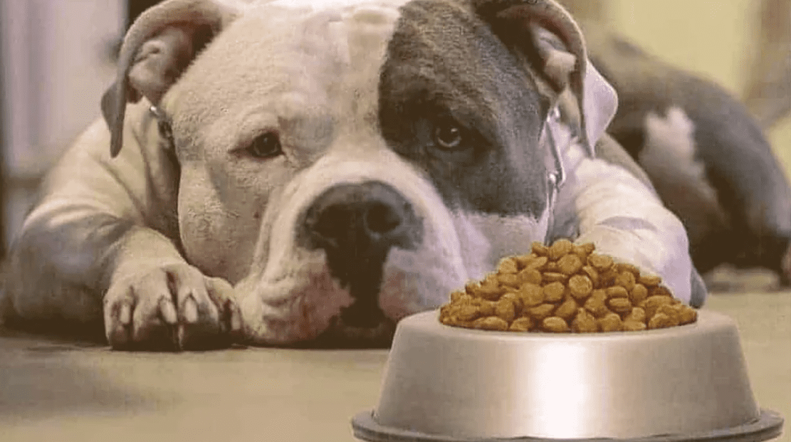 What are the Top dog foods for Pitbulls?