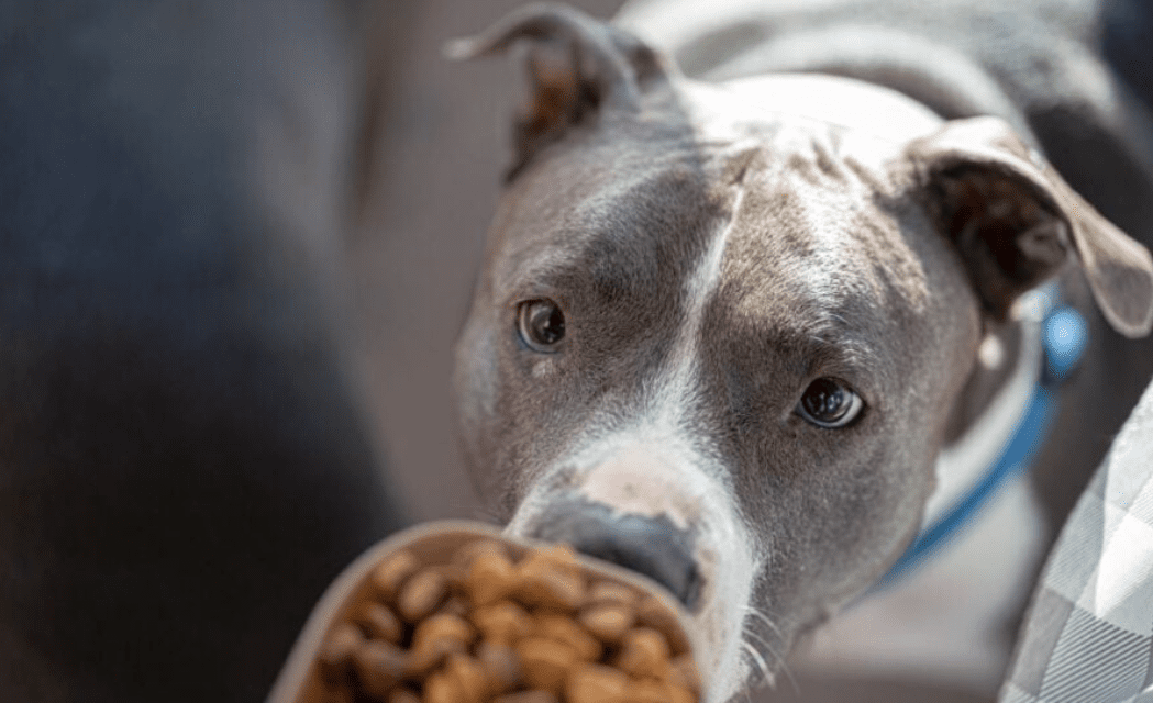 Best dog food for Pitbull puppies.